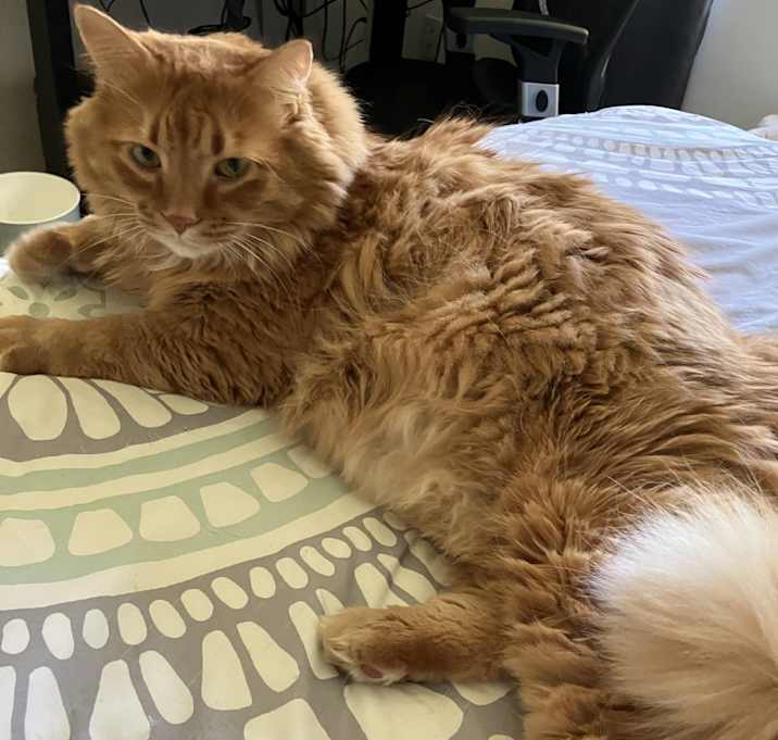 Photo of Figaro