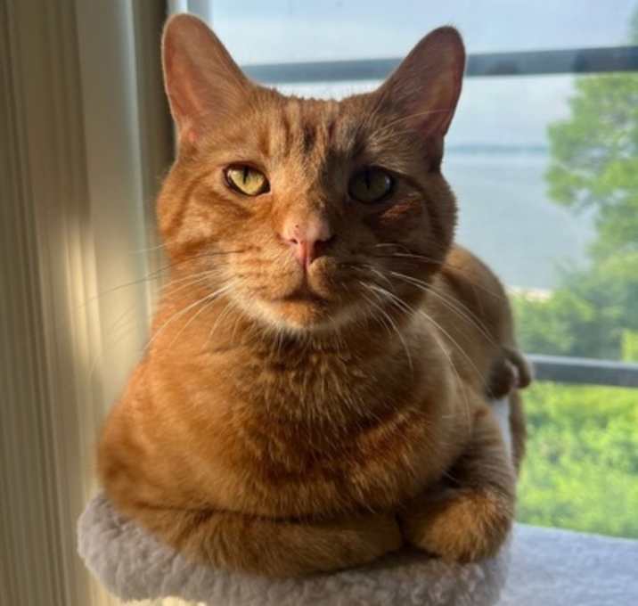 Photo of Milo