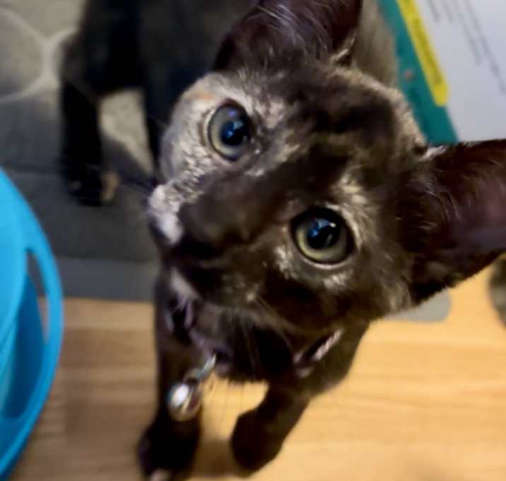 Photo of Sugar