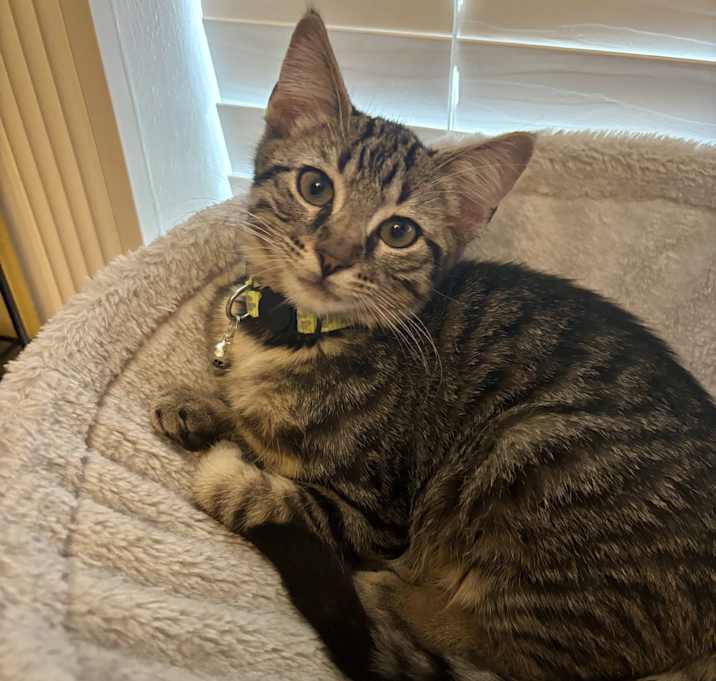 Photo of Simba