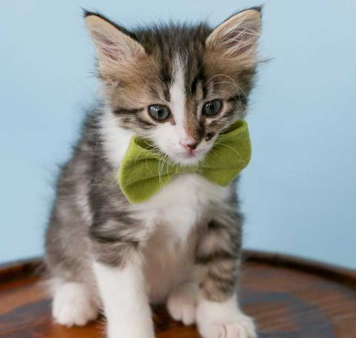Photo of Spot