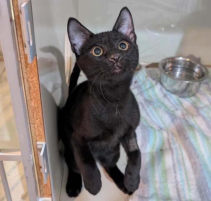 Photo of Houdini