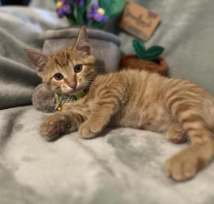 Photo of Avocado