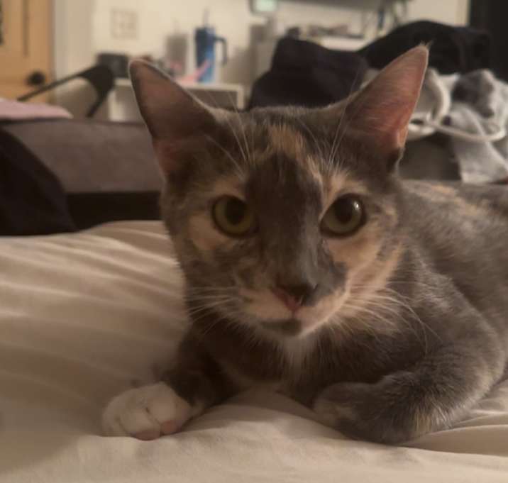 Photo of Finley