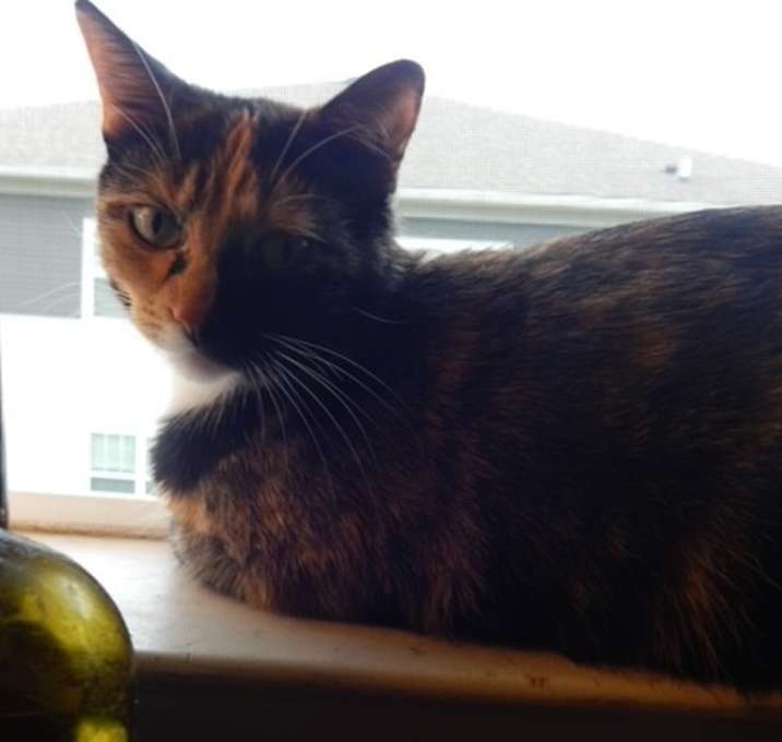 Photo of Chobi