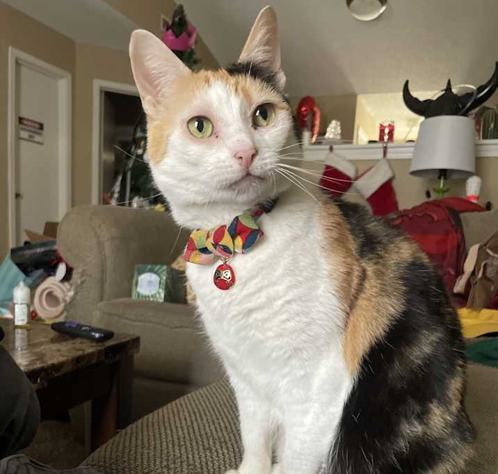 Photo of Clementine