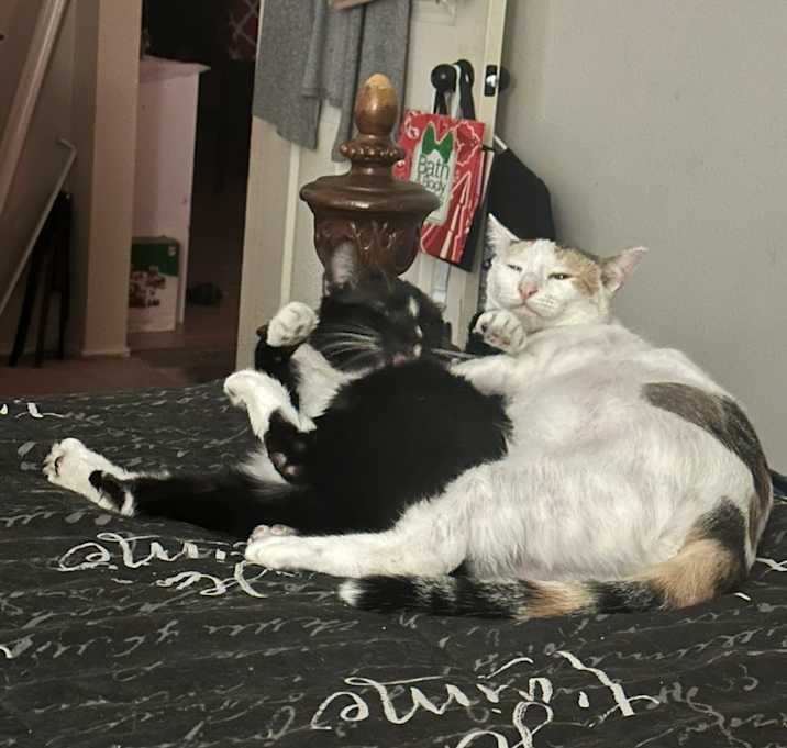 Photo of Callie and Jinx