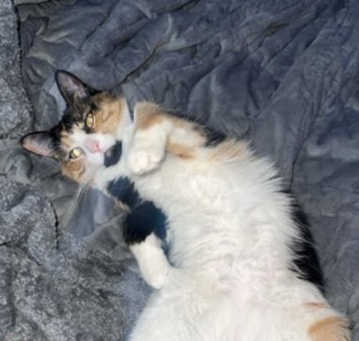 Photo of zz 'Mila' courtesy listing
