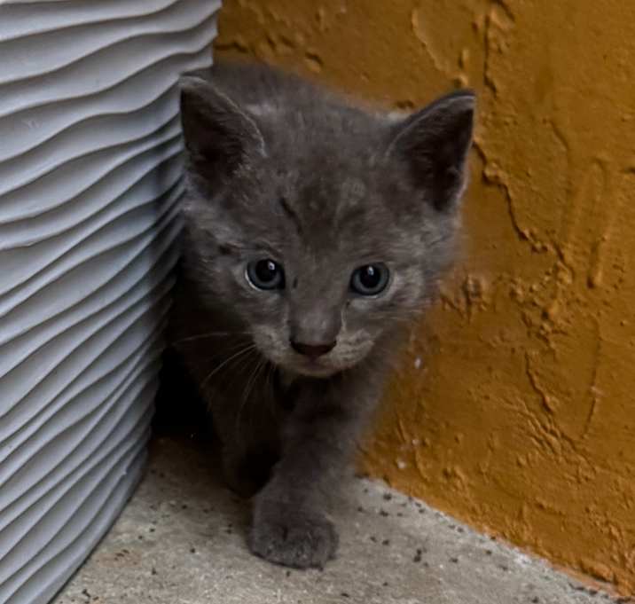 Photo of Misty