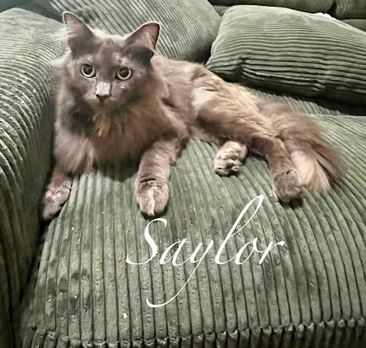 Photo of Saylor