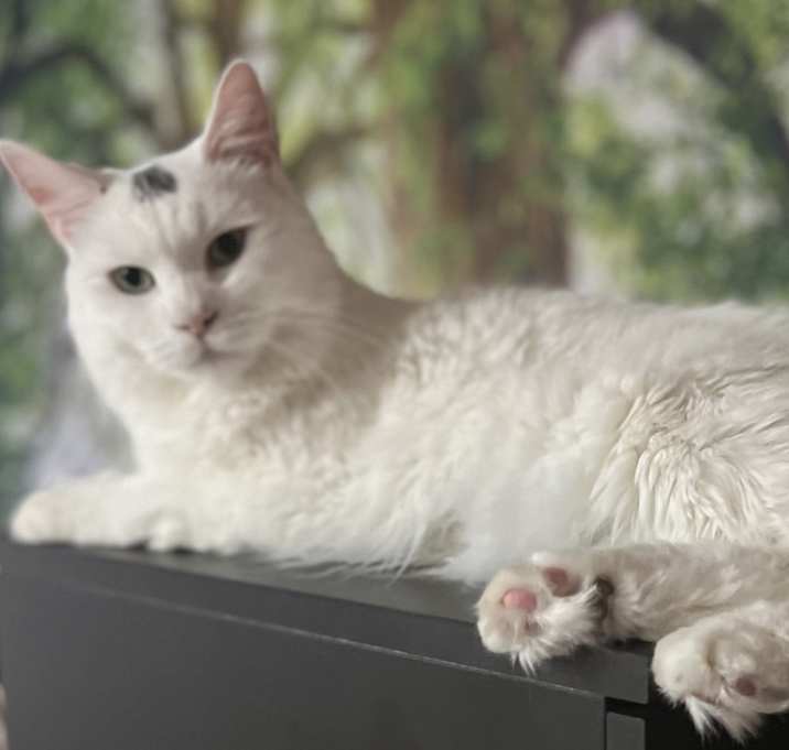 Photo of Luna Gruff