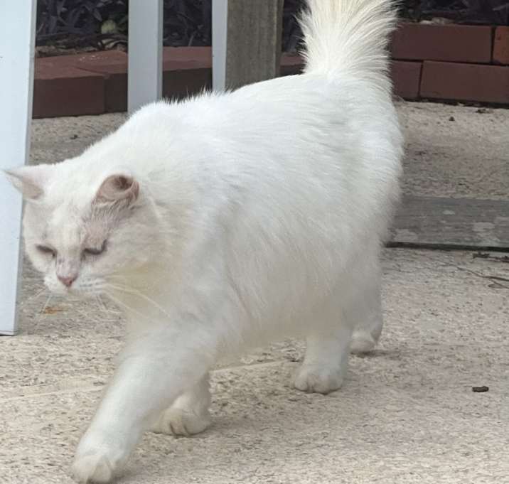 Photo of Blanca