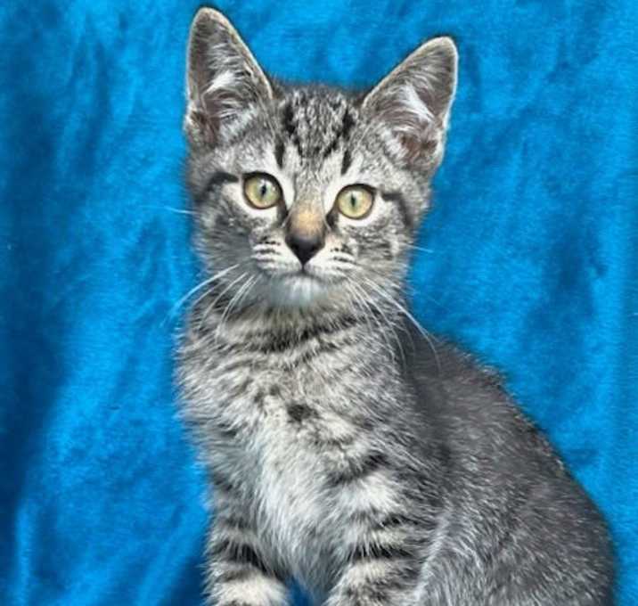 Photo of KITTEN NOAH