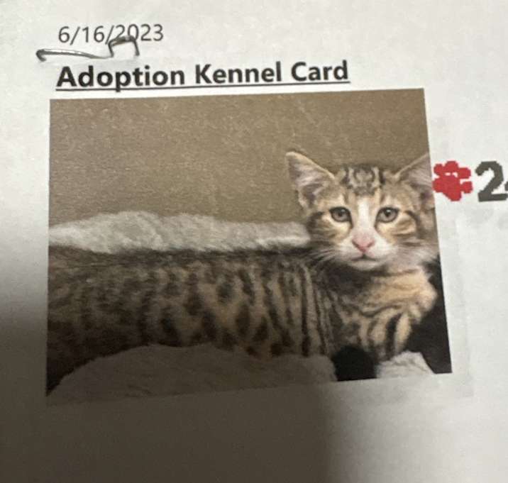 Photo of Tigger