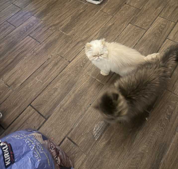 Photo of Marshmellow