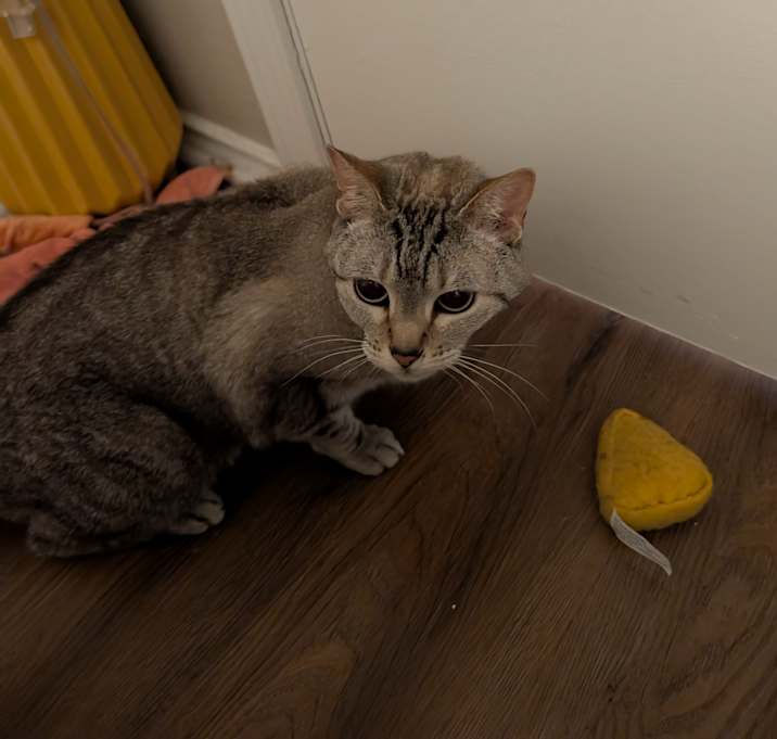 Photo of Cleo