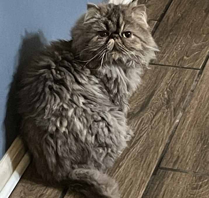 Photo of Hershey