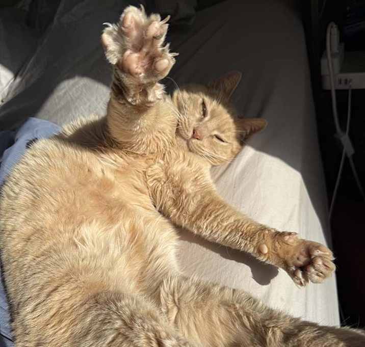 Photo of Cat