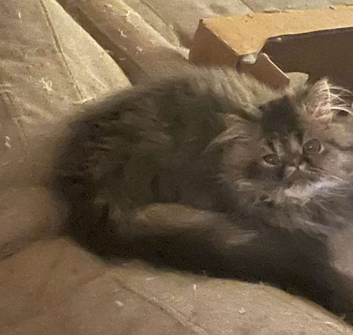Photo of Diamond