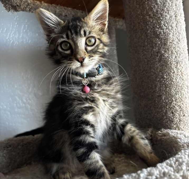 Photo of Goosie