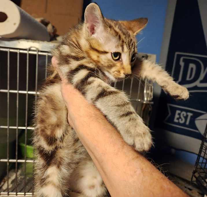 Photo of Bandit