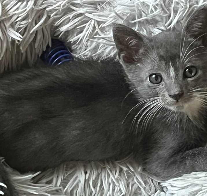 Photo of Purrcy