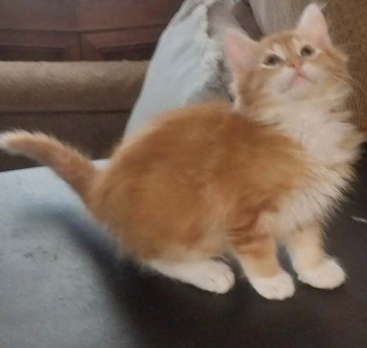 Photo of Dolce