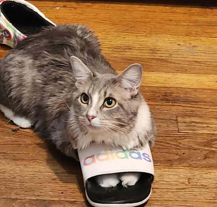 Photo of Loki