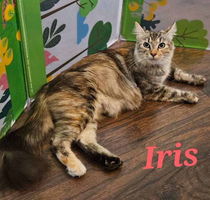 Photo of Iris