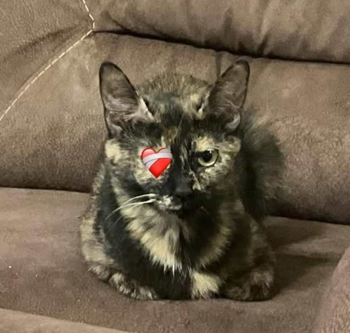 Photo of Dot