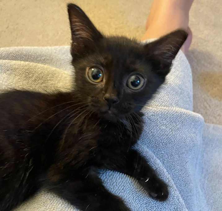 Photo of Toothless