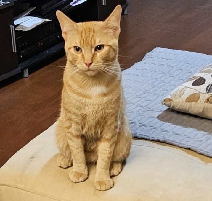 Photo of Peanut