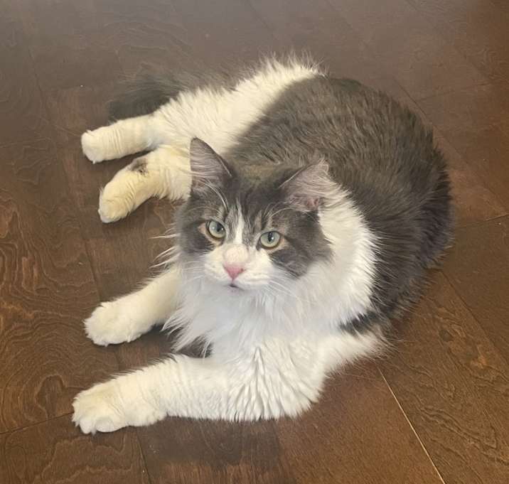 Photo of Kona