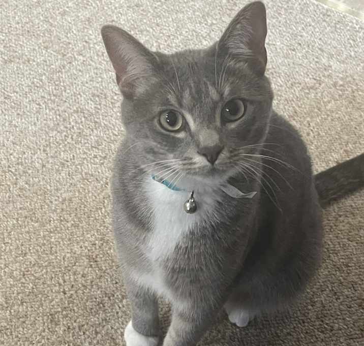 Photo of Milo