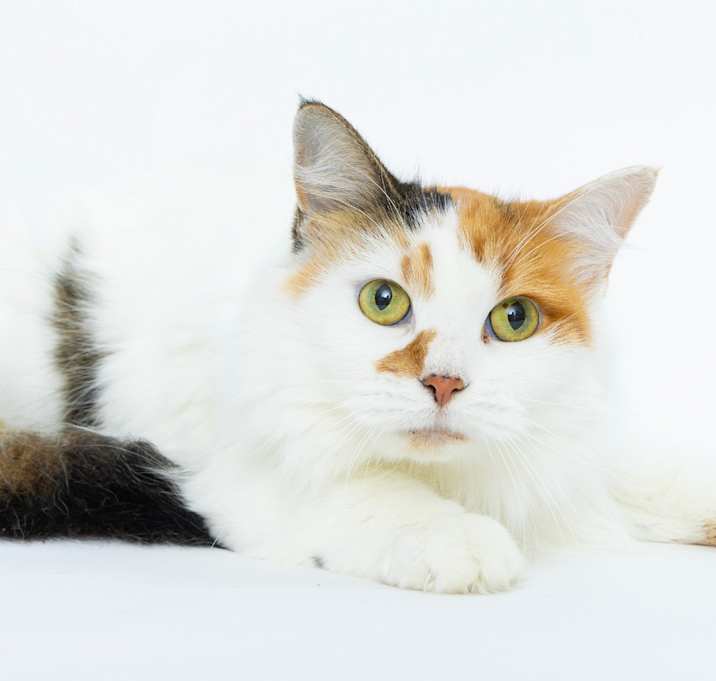 Photo of Molly