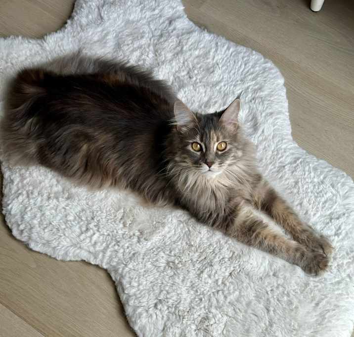 Photo of Rosie