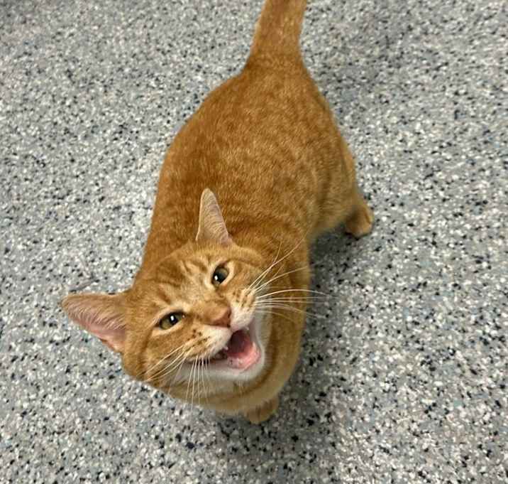 Photo of Scarlet