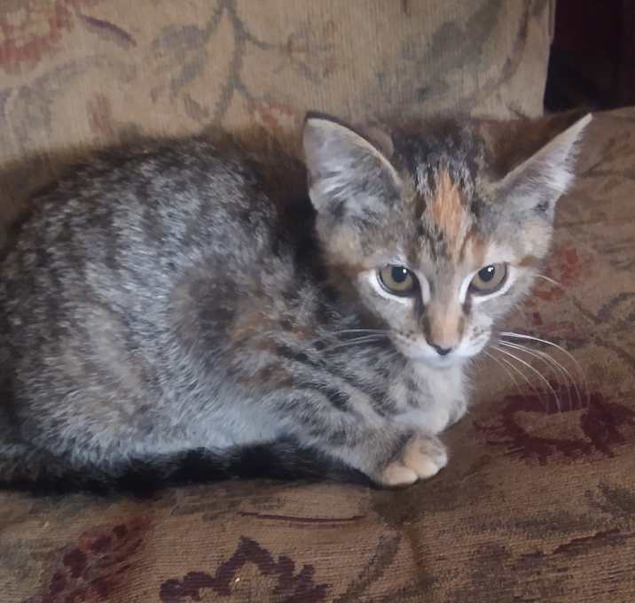 Photo of Leia