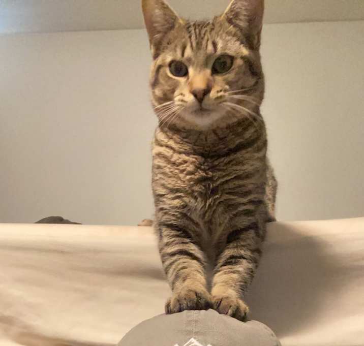 Photo of Chico