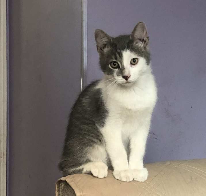 Photo of Mr. Kitty