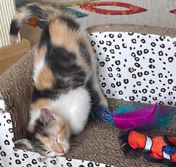 Photo of Savannah