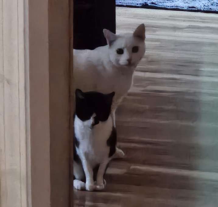 Photo of OG Kitty
