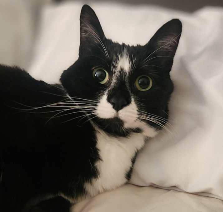 Photo of Birdie