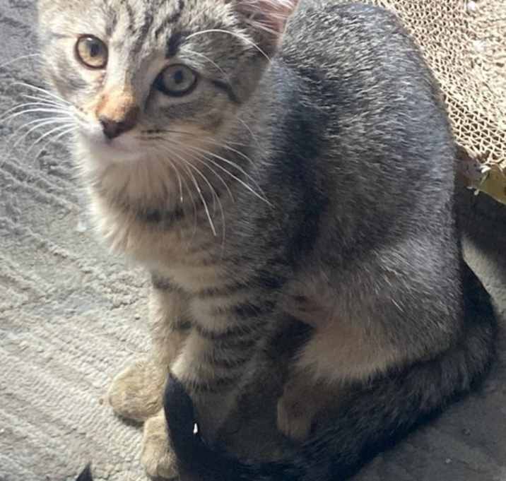 Photo of Sailor - Tiny Tabby