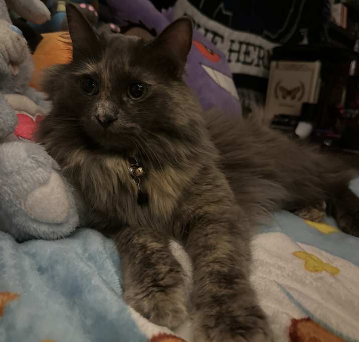 Photo of Akasha