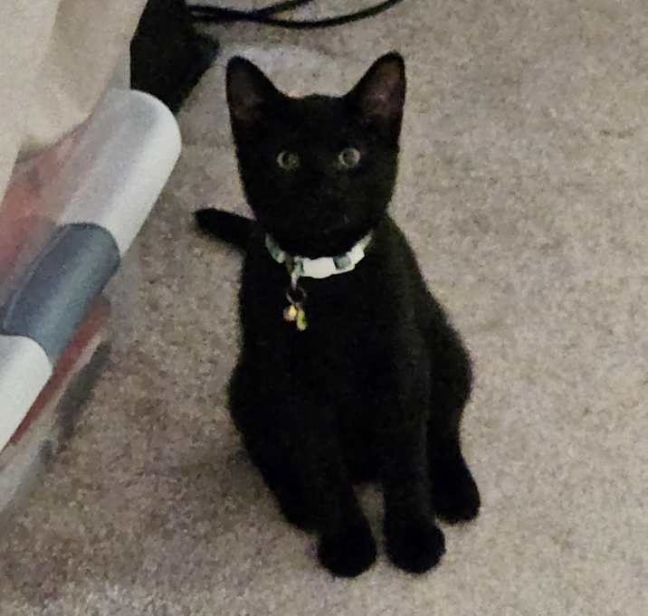 Photo of Avocado