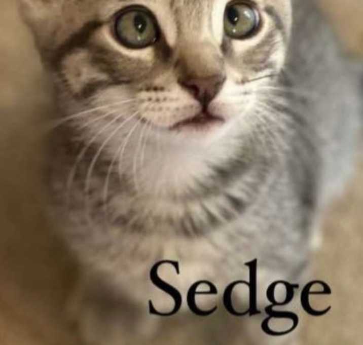 Photo of Sedge