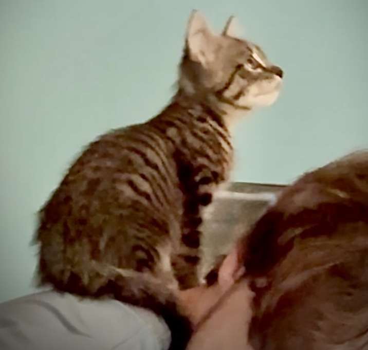Photo of Achilles