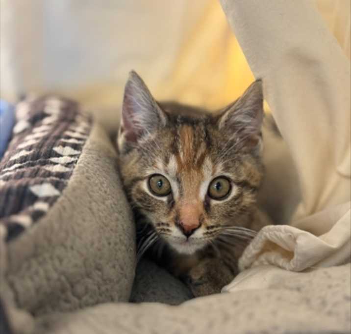 Photo of Sanibel 781-25