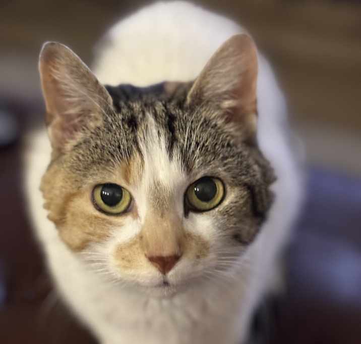 Photo of Annie